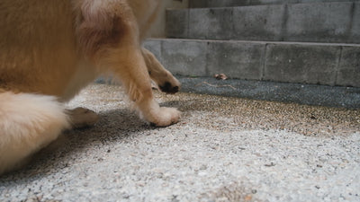 K9 Glucosamine For Dogs Joint Supplement