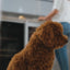 NEW! K9 Complete 8-in-1 Multivitamin For Dogs