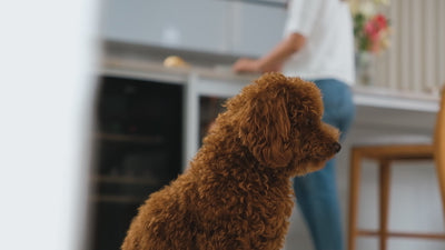 NEW! K9 Complete 8-in-1 Multivitamin For Dogs