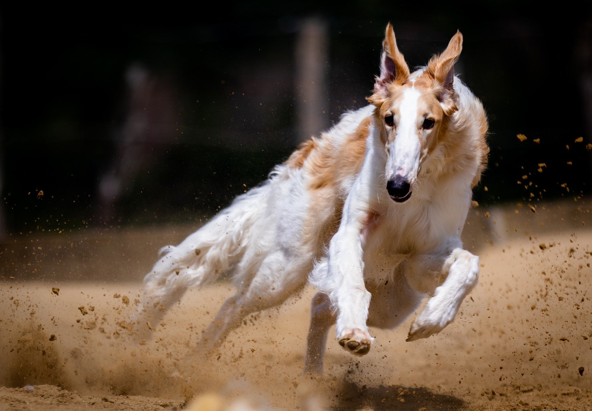 Competition dog running fast throwing dirt
