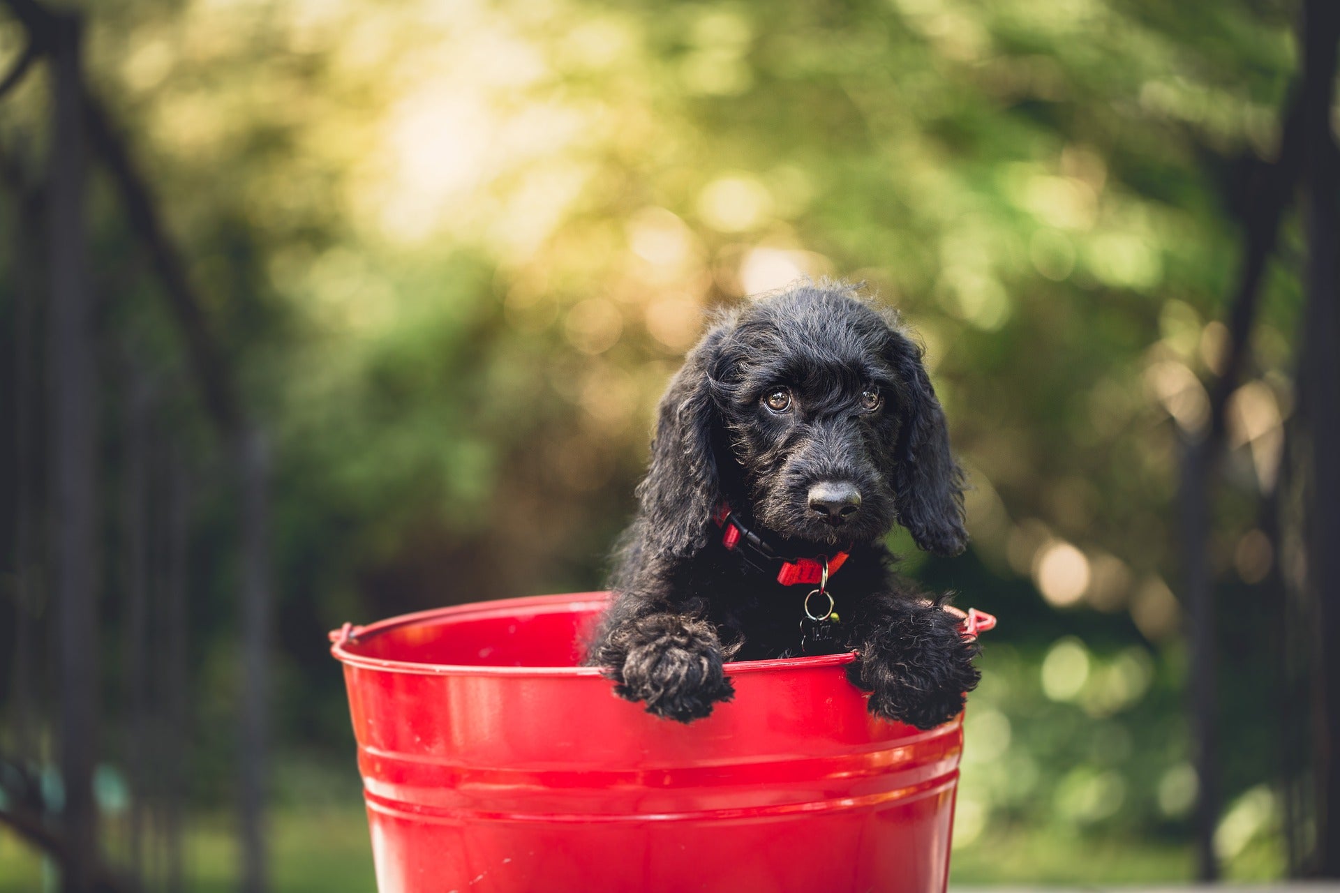 Black puppy in a red bucket