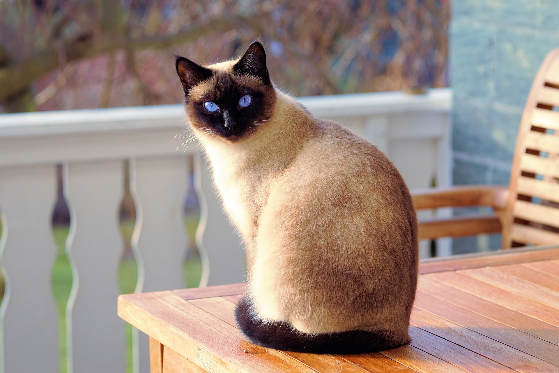 Beautiful brown cat with blue eyes on a table