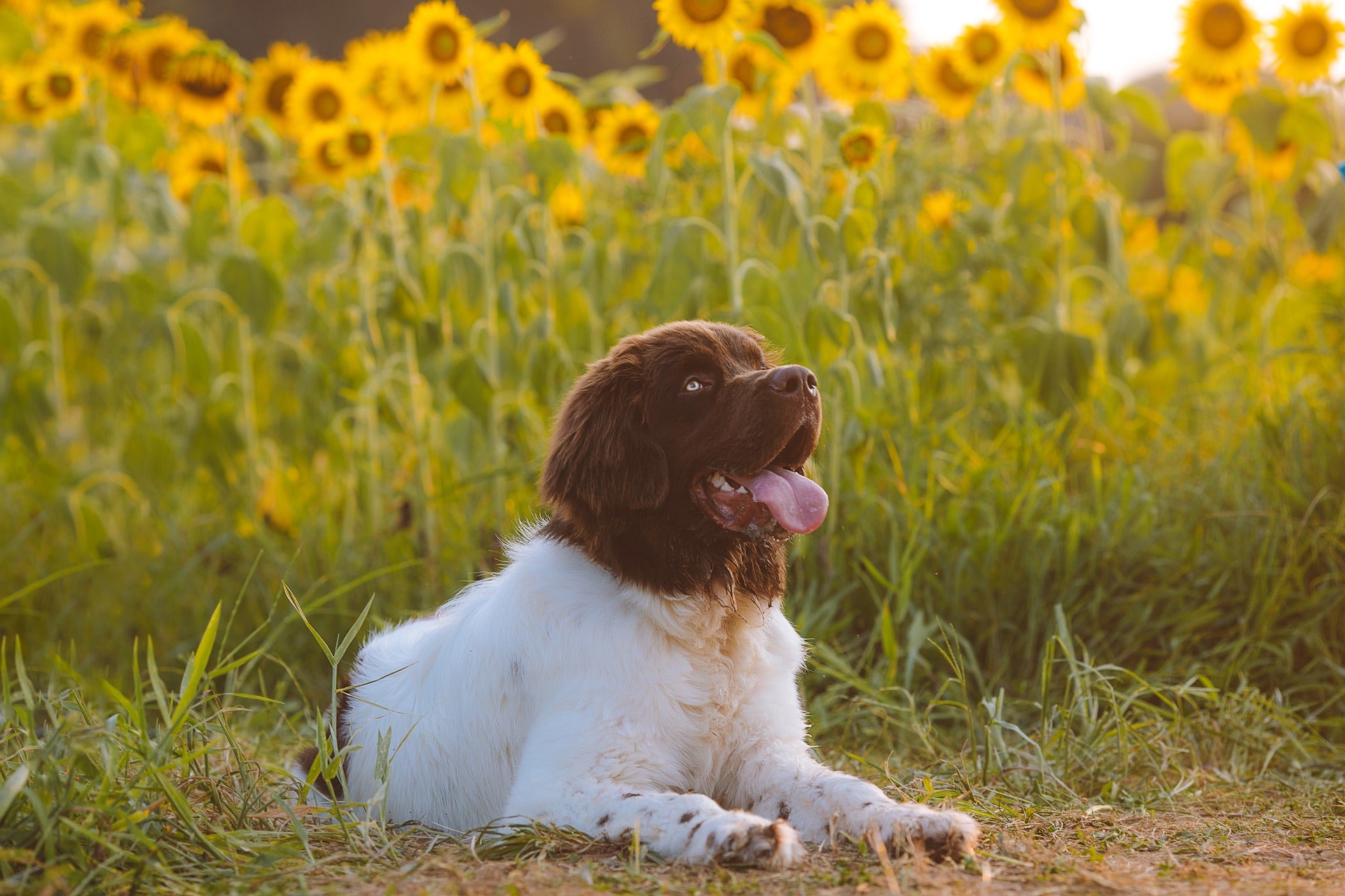 Happy dog laying down next to sunflowers