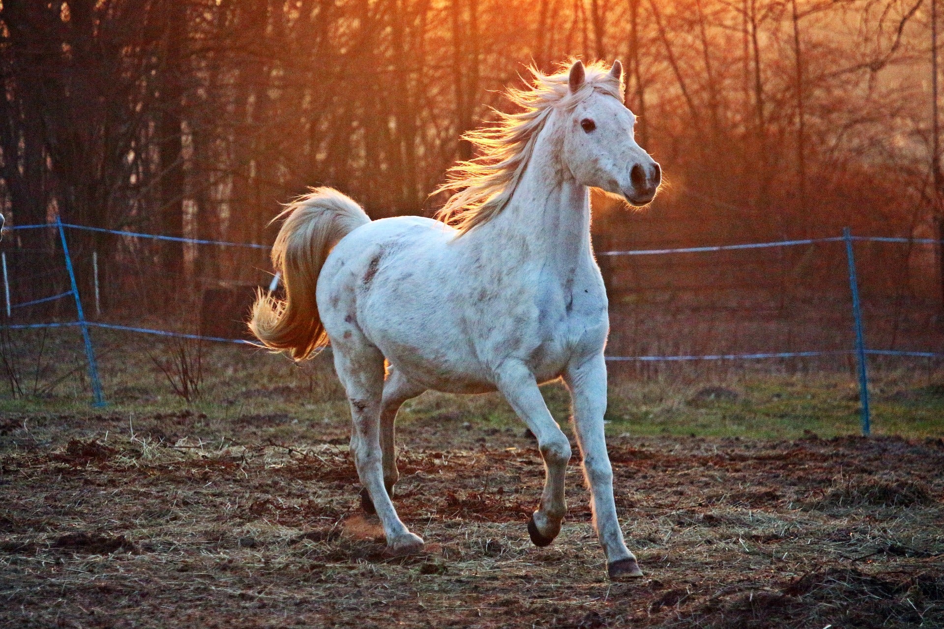 Beautiful white horse running near a fence