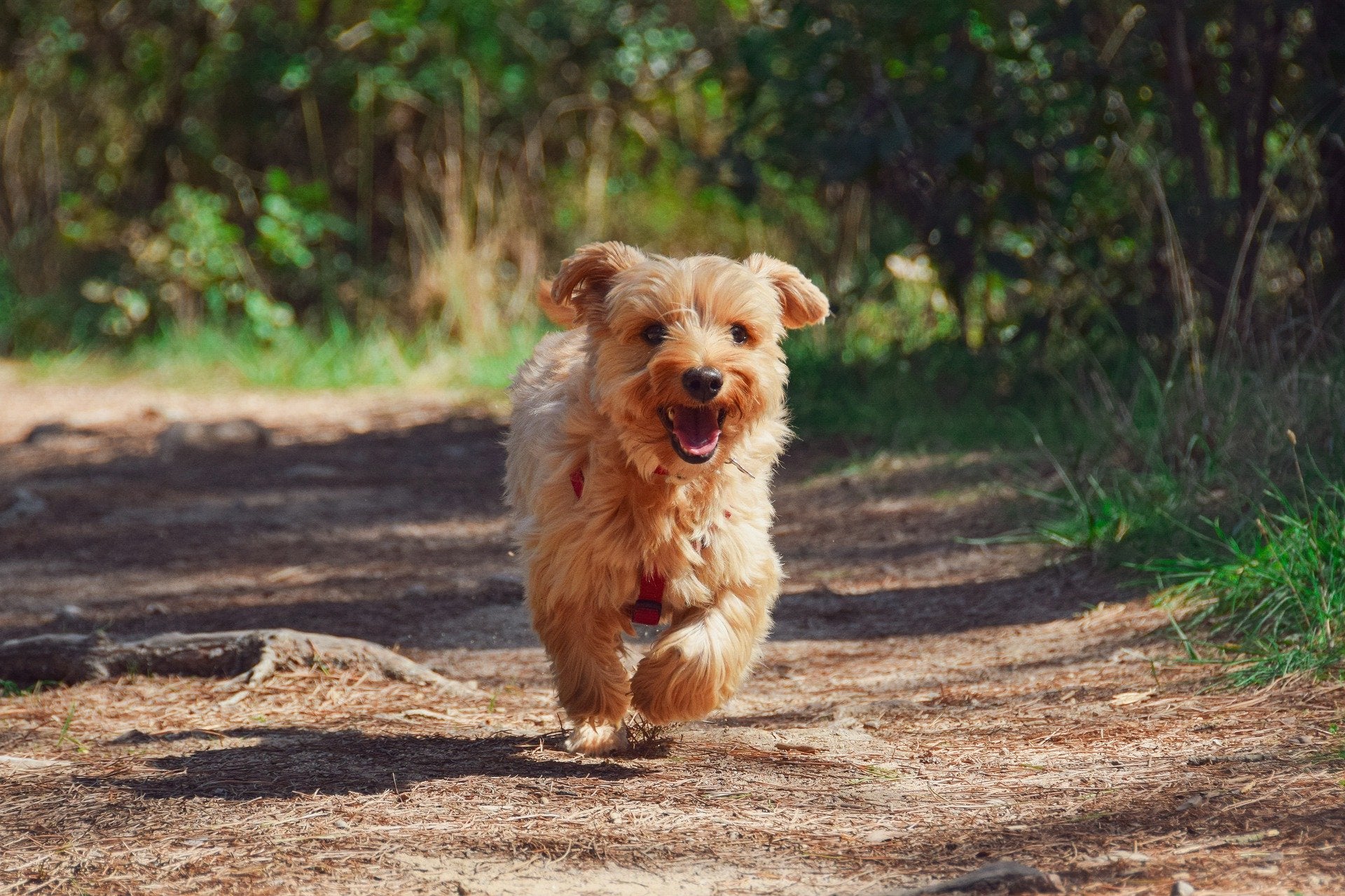 Happy brown puppy running down a path