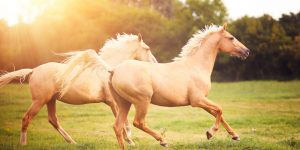 Horse Joint Supplements 