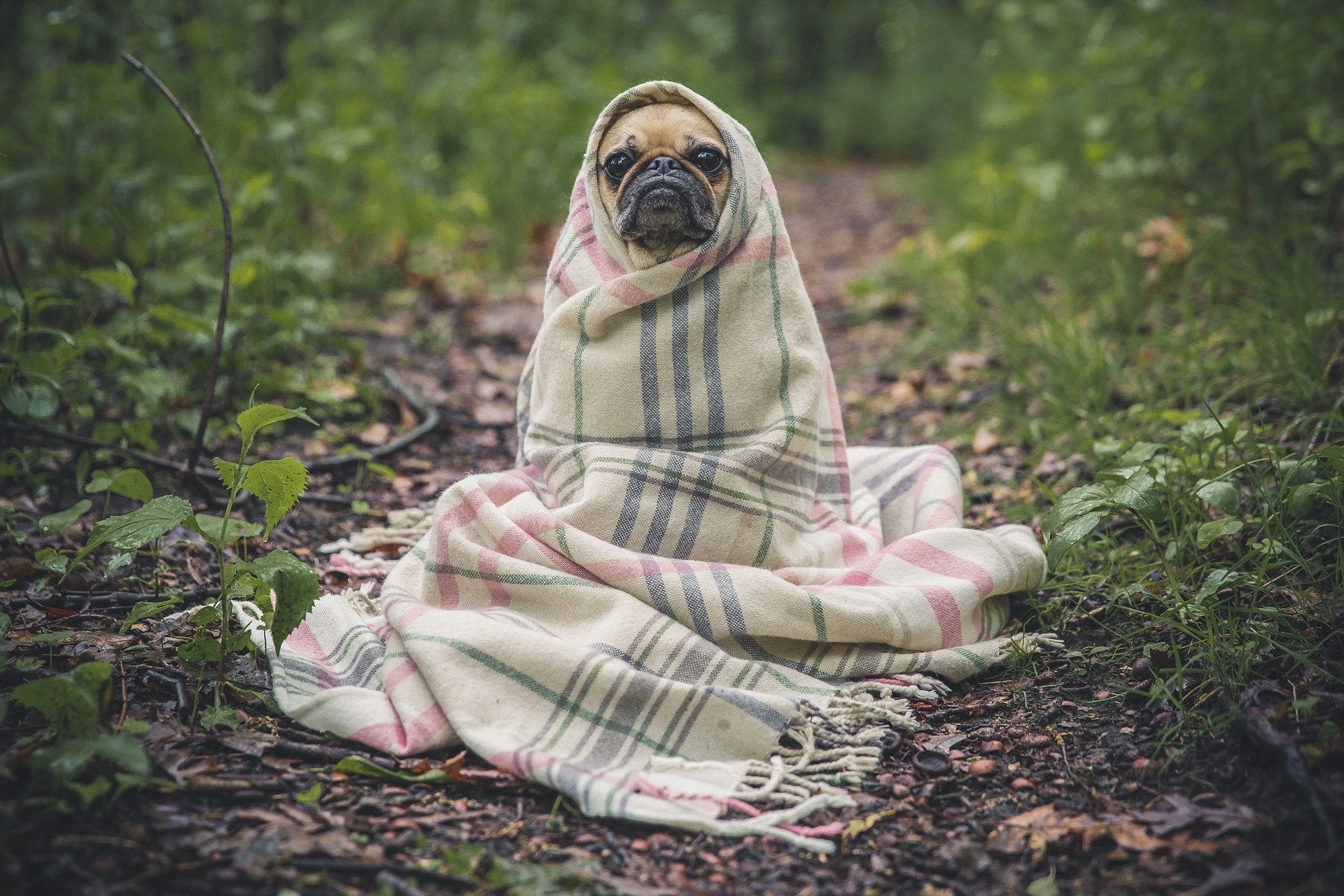 Cute pug covered in a blanket with only the face revealed
