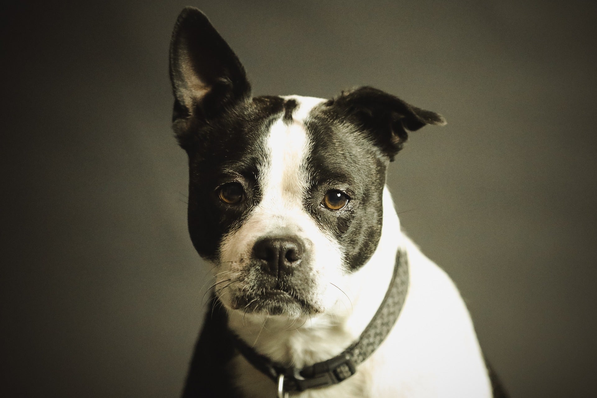 Black and white dog looking at the camera