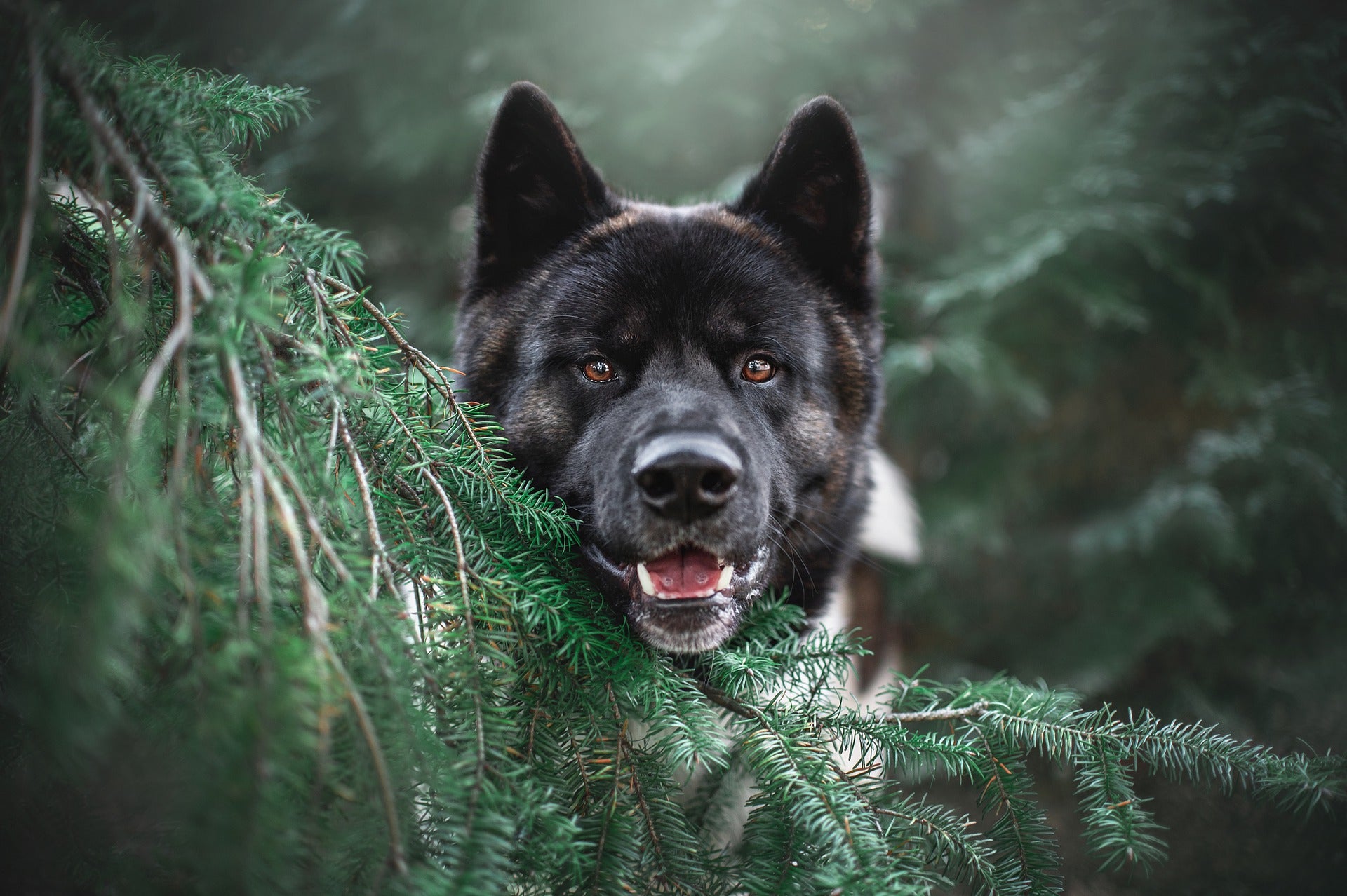 Black dog looking through a tree