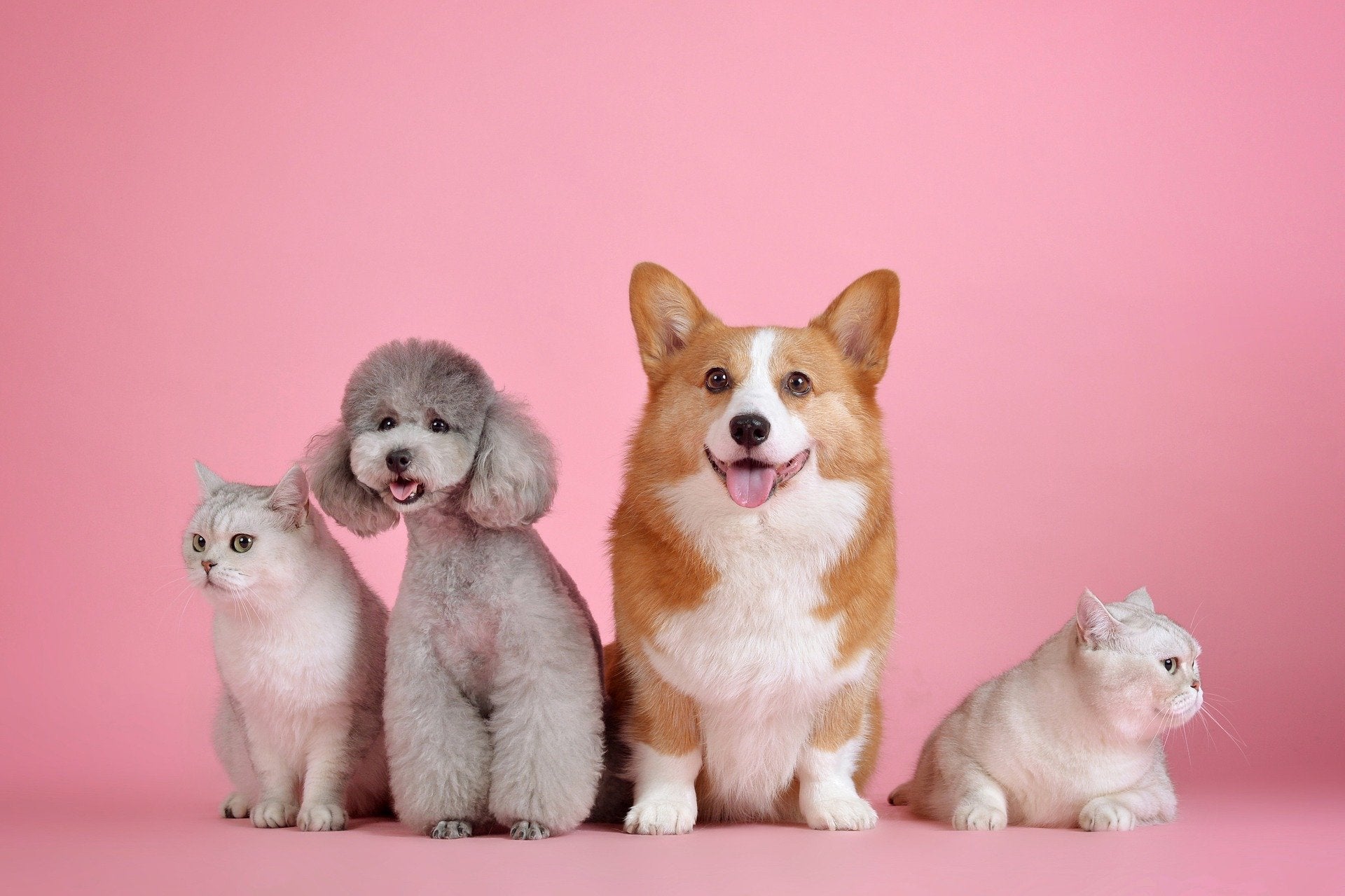 Four dogs freshly groomed in front of a pink background