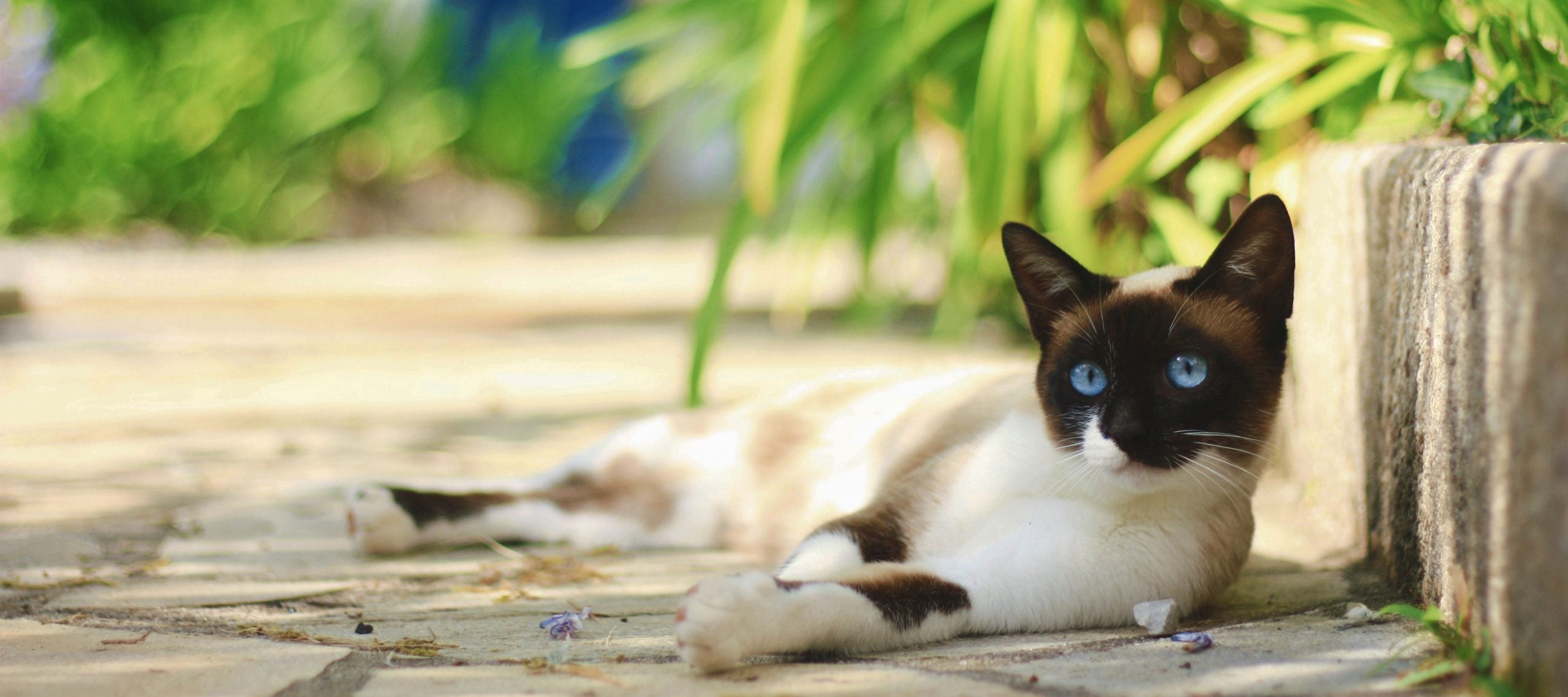 Beautiful cat with blue eyes laying relaxed on the ground