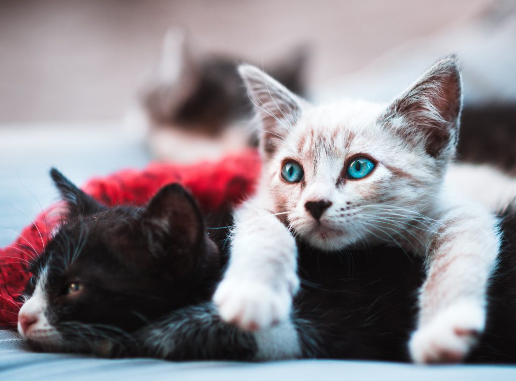 glucosamine supplements for cats
