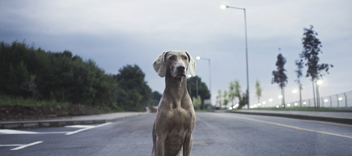 Grey dog sitting straight on a road
