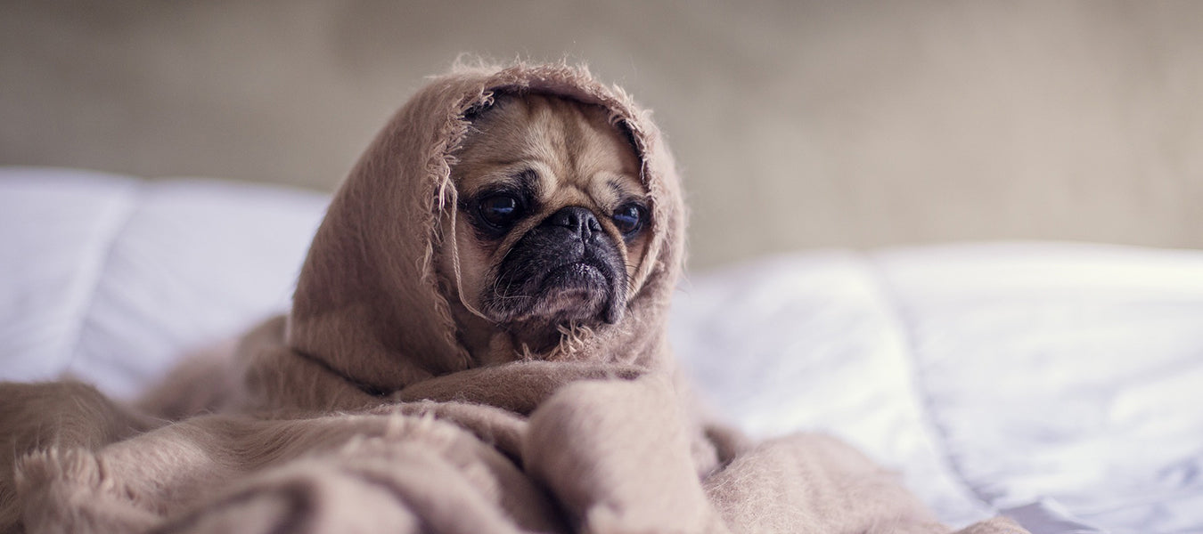 Puppy pug covered in a blanket