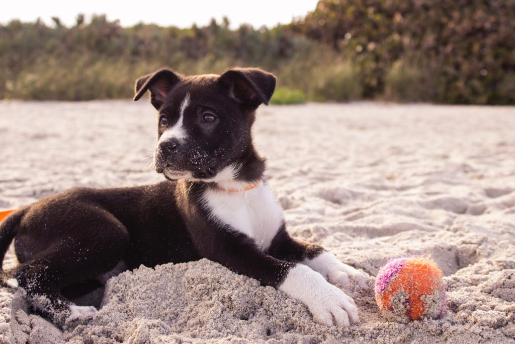dog in the sand in dog-friendly places to visit