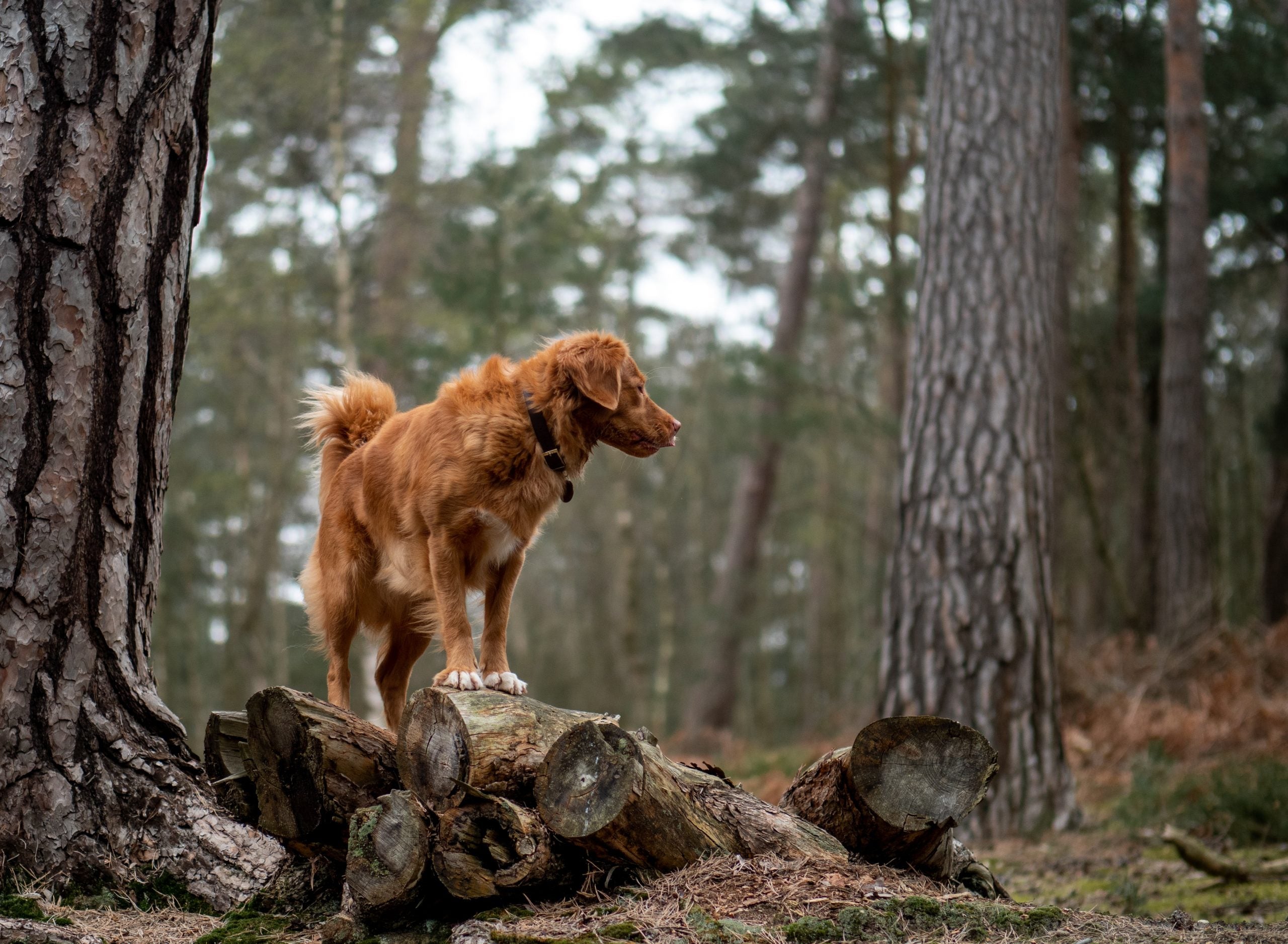 Brown dog wondering in the forest