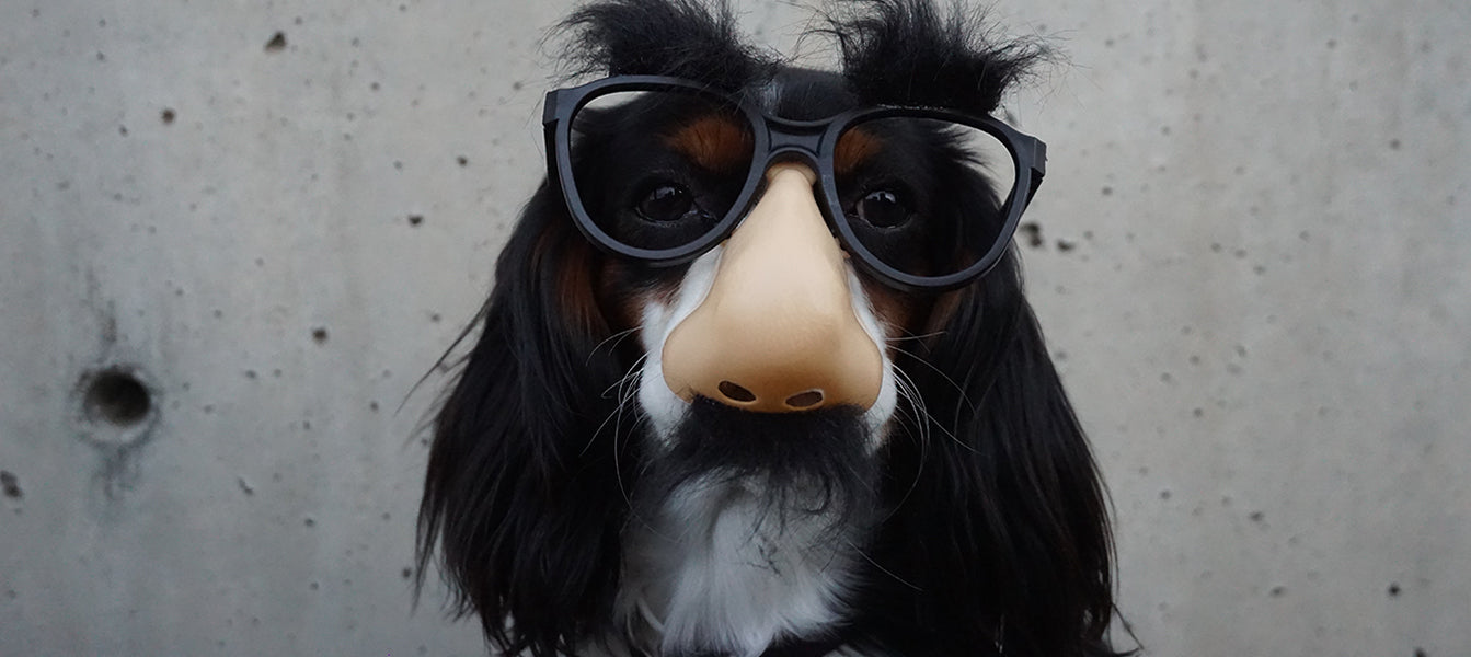 Dog wearing sunglasses and a fake human nose