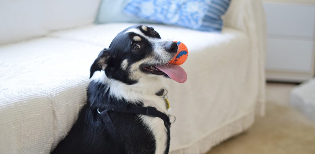 dog holding ball in mouth in pet obesity awareness day