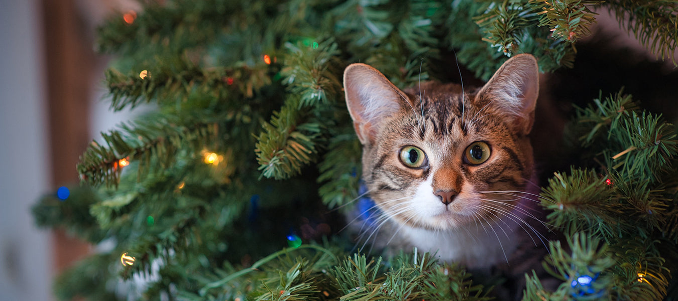Cat coming out of a Christmas tree