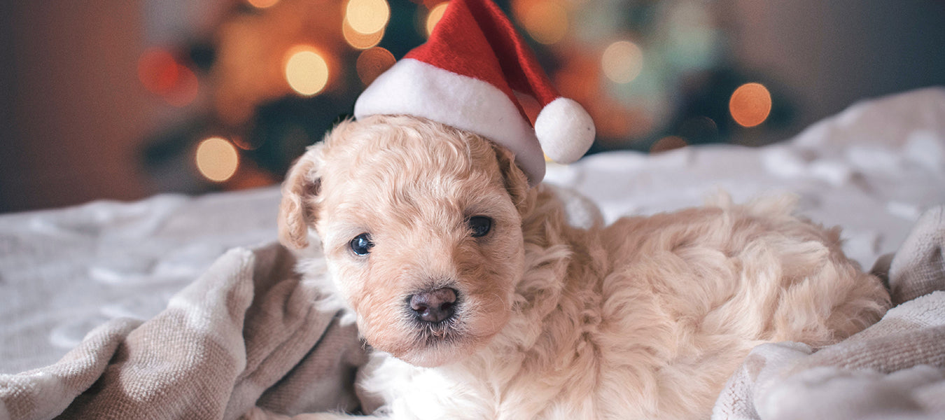 Puppy with a cute Christmas hat