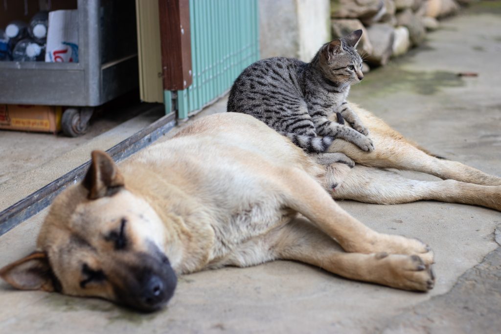 dog laying down with cat on its stomach - bringing a new pet into the family