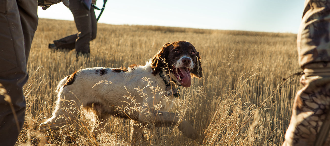 Happy dog walking through a field