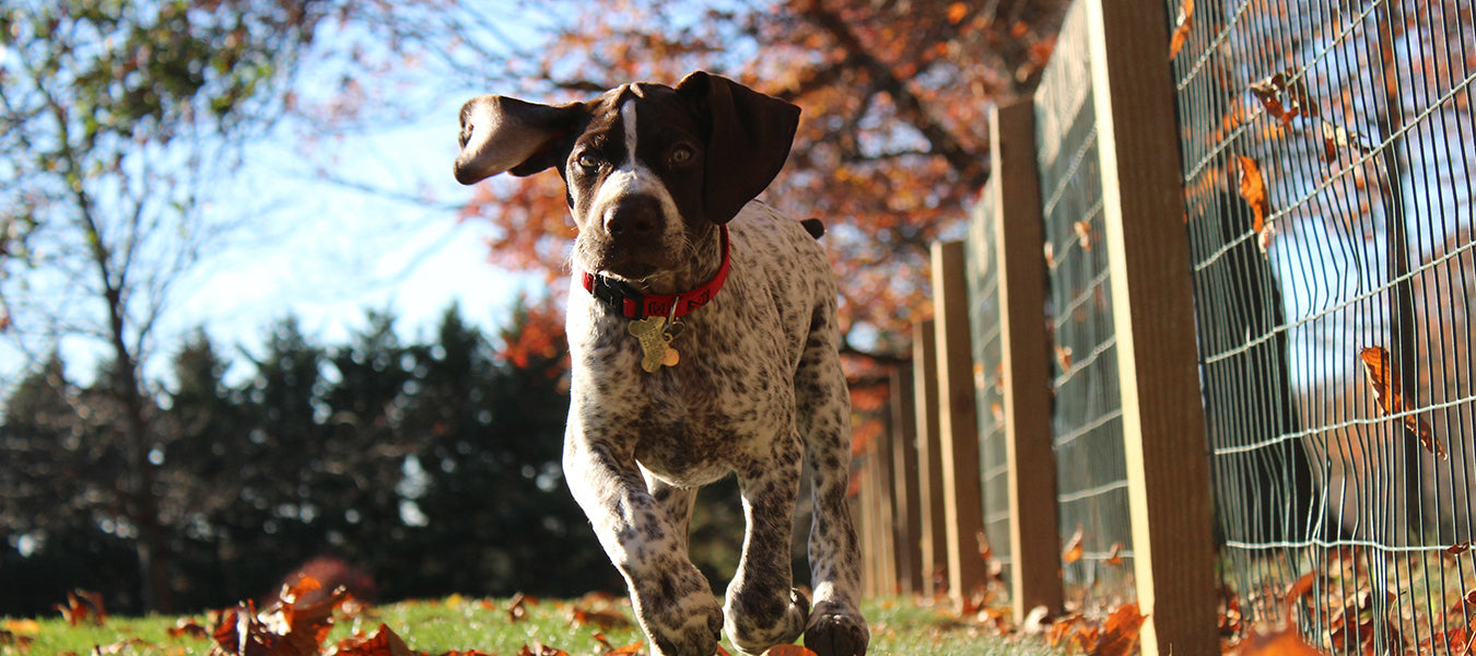 Happy dog running during an autumn day