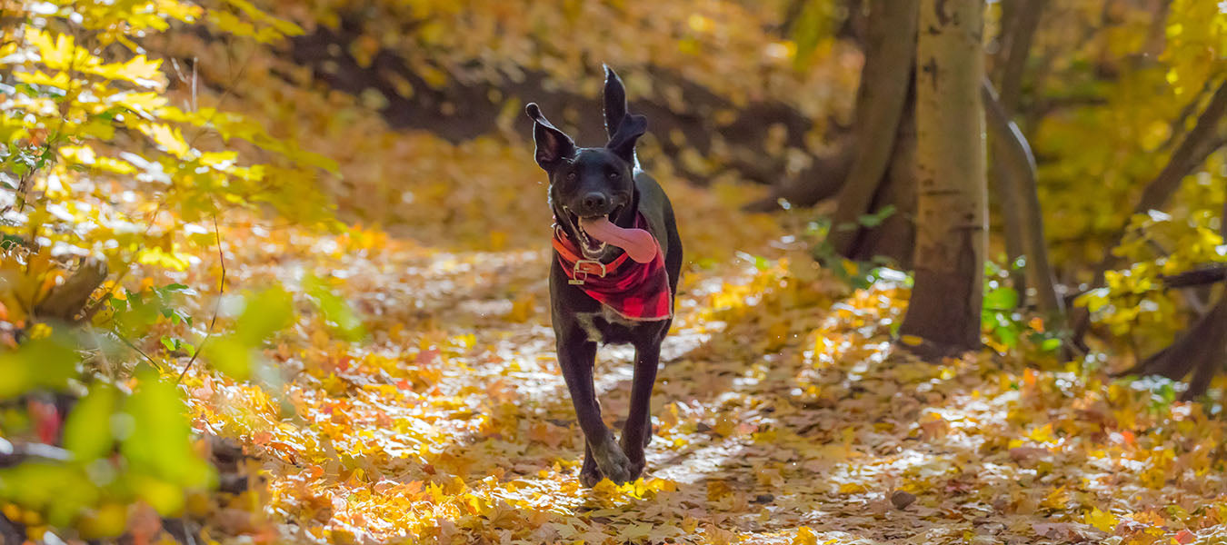 Black dog with a red scarf running down an alley full of autumn leaves